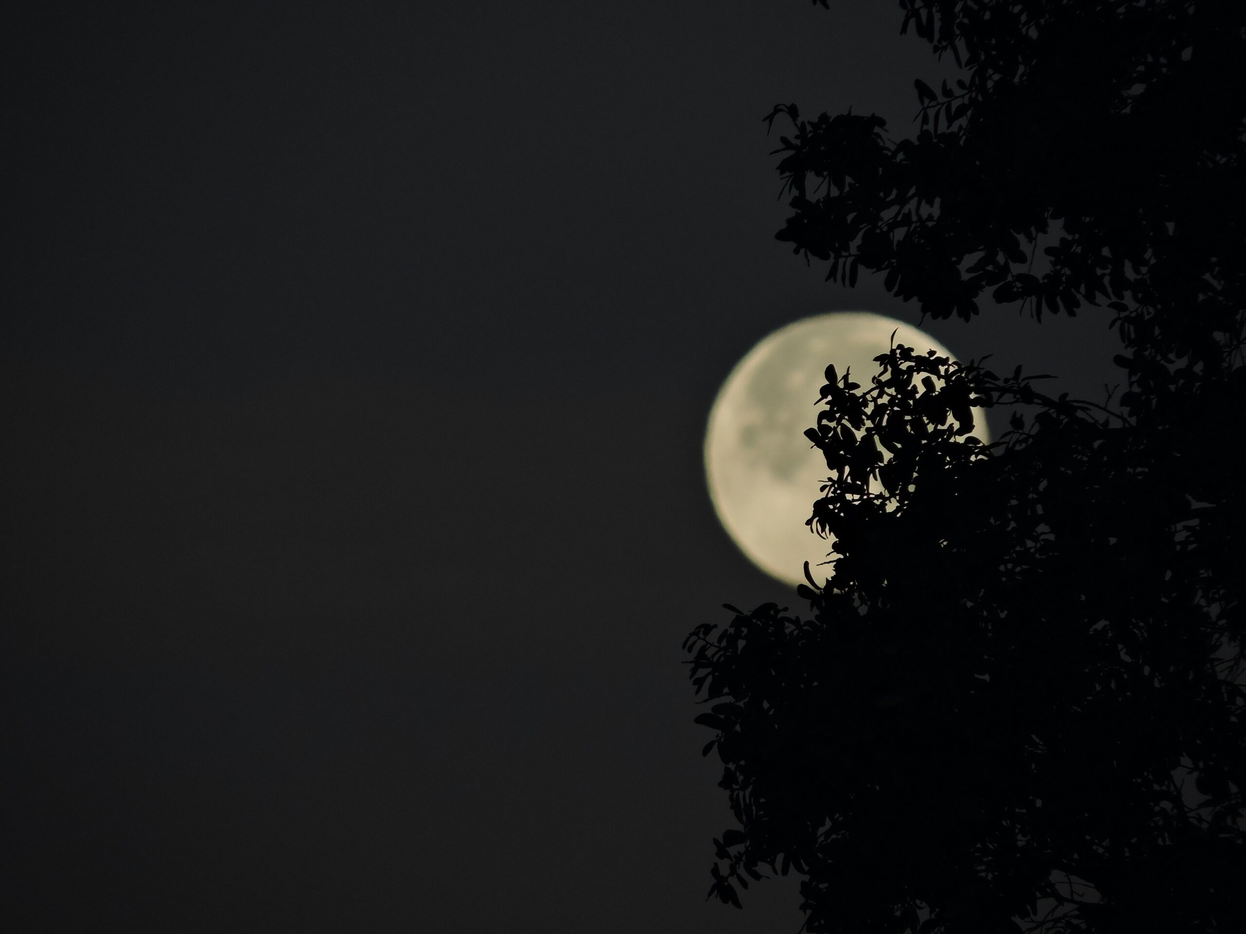 Moon with plants in the foreground in Florida.