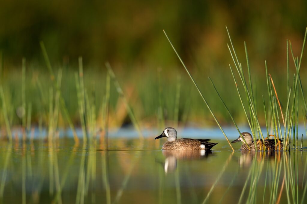 Birds swimming in pond in Vero Beach, Florida.