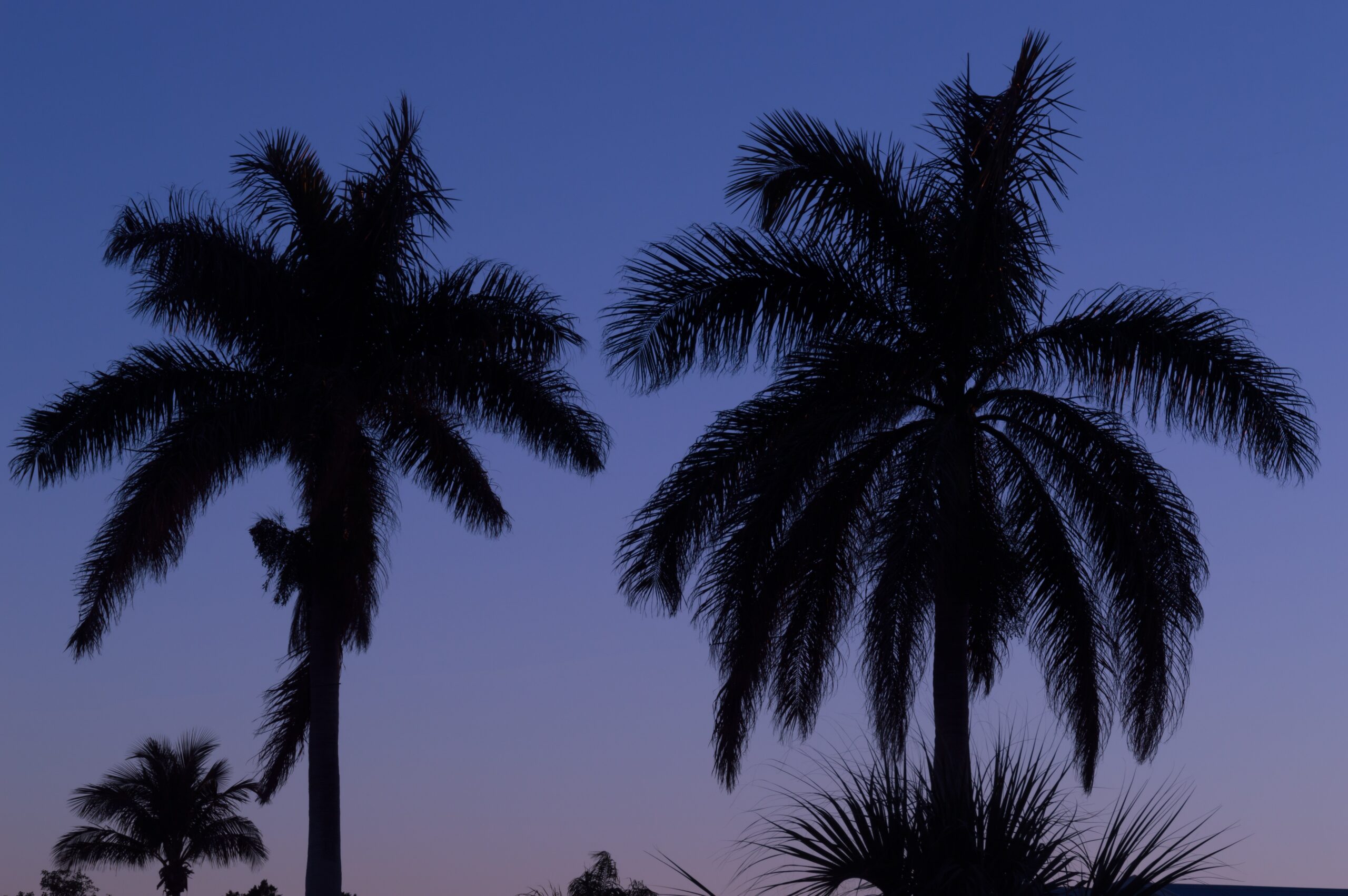 Palm trees against a Florida night sky.